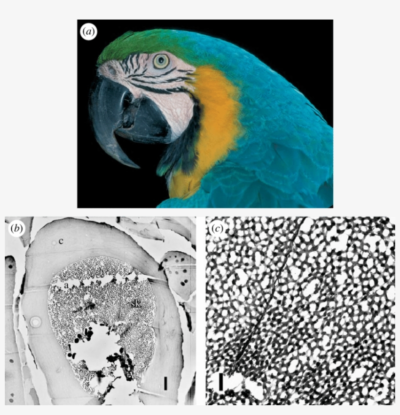 Adult Blue And Yellow Macaw (a - Macaw, transparent png