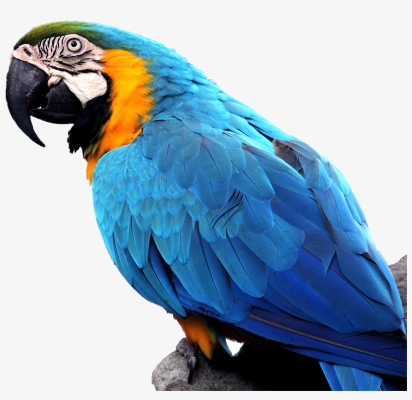 Macaw On Branch - Macaw, transparent png
