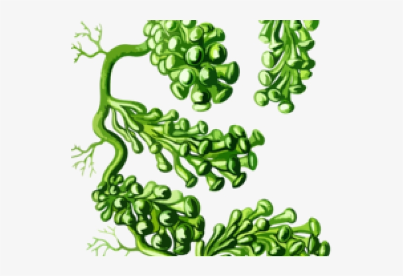 Seaweed Clipart Kelp Forest - เมั ด สี ของ พืด, transparent png