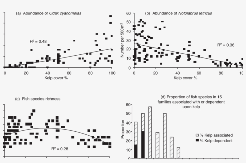 Fish Associations With Kelp Forests In Victoria - Sea Otter Population In Channel Island Kelp Forest, transparent png