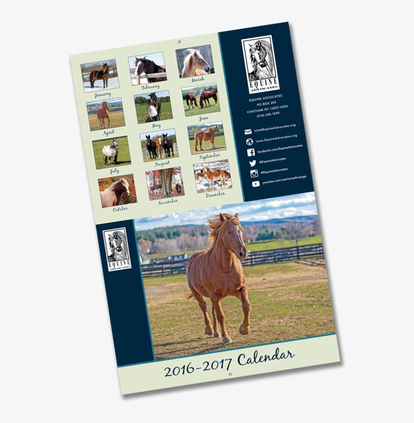 2017 Equine Advocates Calendar - Stallion - 564x776 PNG Download - PNGkit
