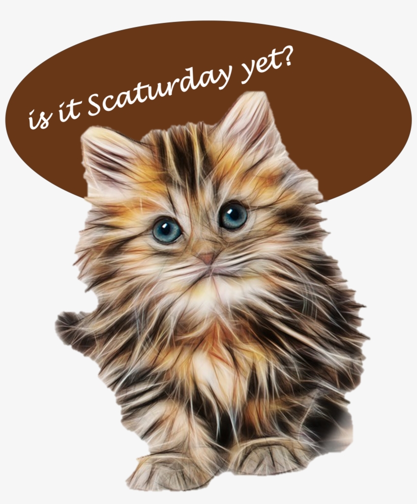 #funnycat - Fluffy Kittens, transparent png