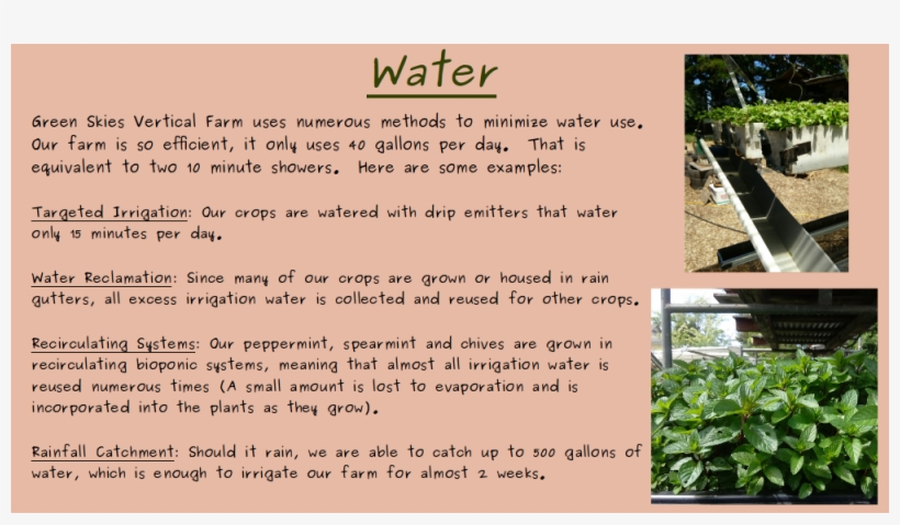 Home About Buy Water Consulting - Tree, transparent png