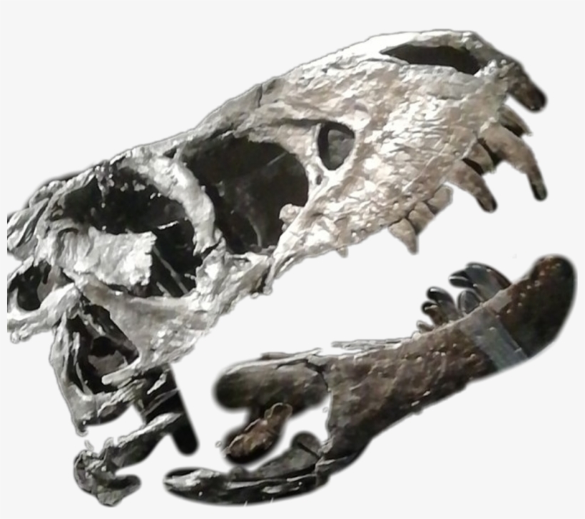 Dino Dinosaur Bones Dinobones Dinosaurbones - Fearful, transparent png