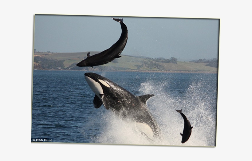 The Name 'killer Whale' Truly Starts From Spanish Whale - Orca Attack, transparent png