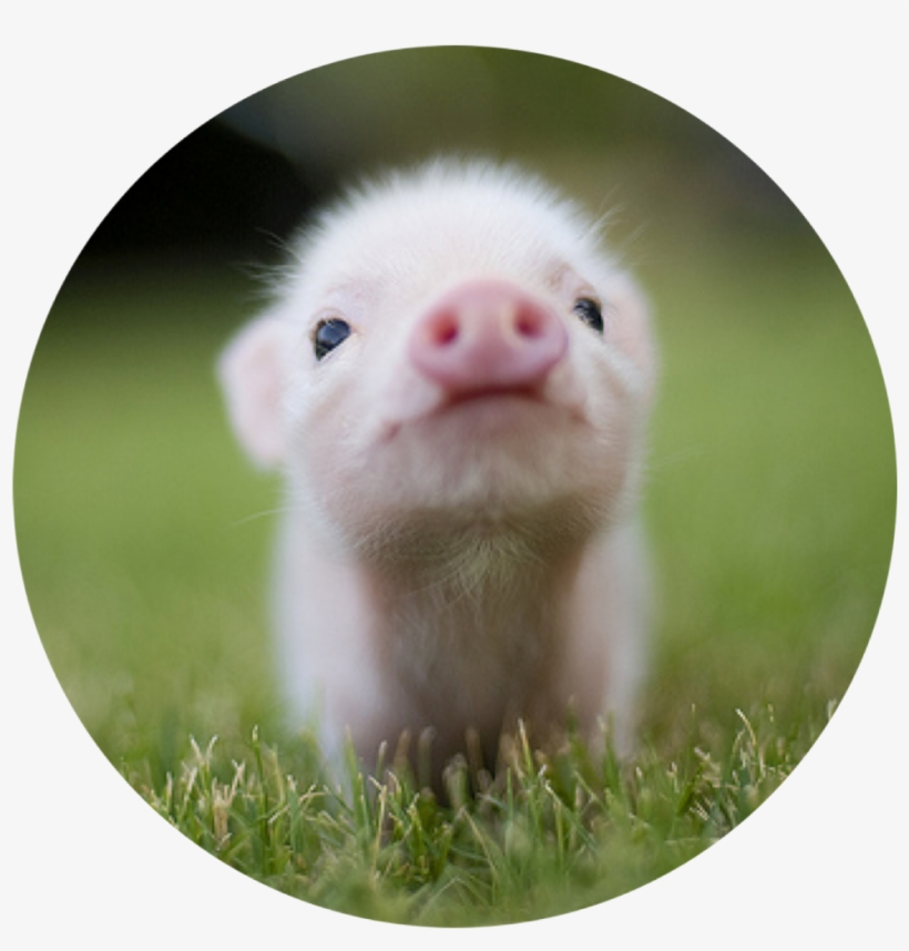 Pig Pink Cute Kawaii Heart Mud Dirty Pork Oink Animal - Small Cutest Pig, transparent png