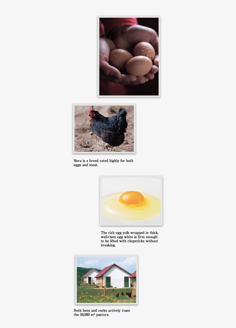 Nera Is A Breed Rated Highly For Both Eggs And Meat - Egg, transparent png