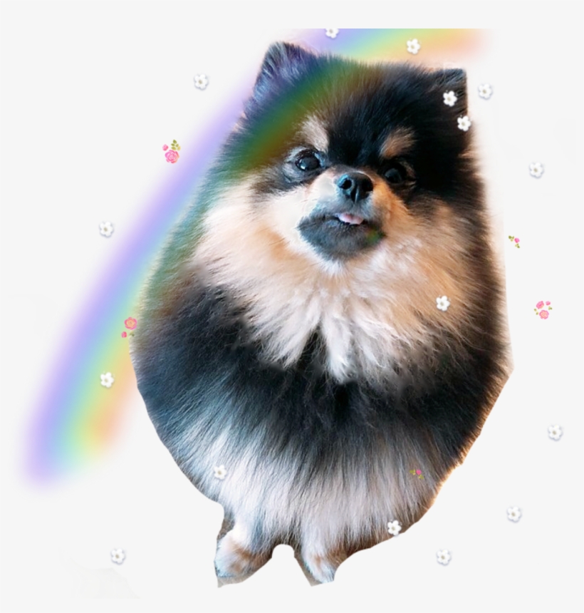 Cute Pic Of Animals - Bts V Dog Yeontan, transparent png