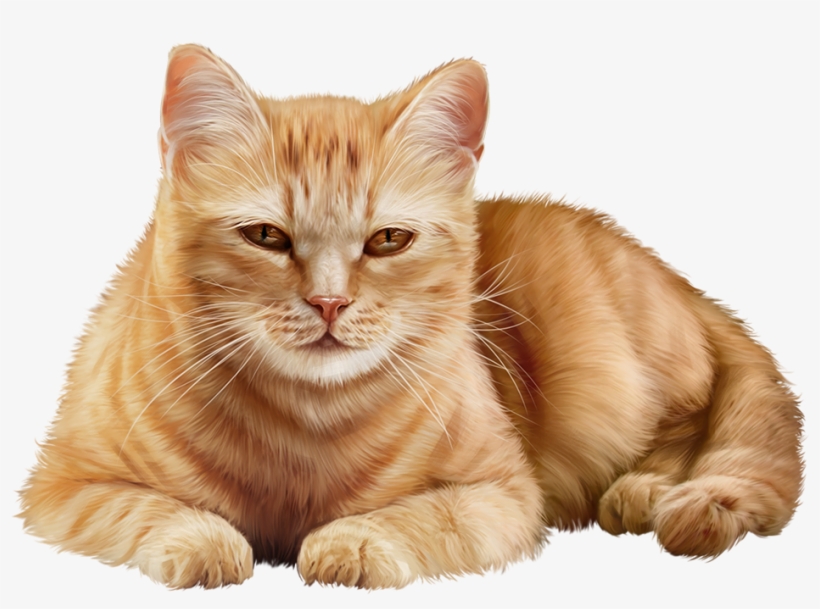 Pin By Lidia On - Tabby Cat, transparent png