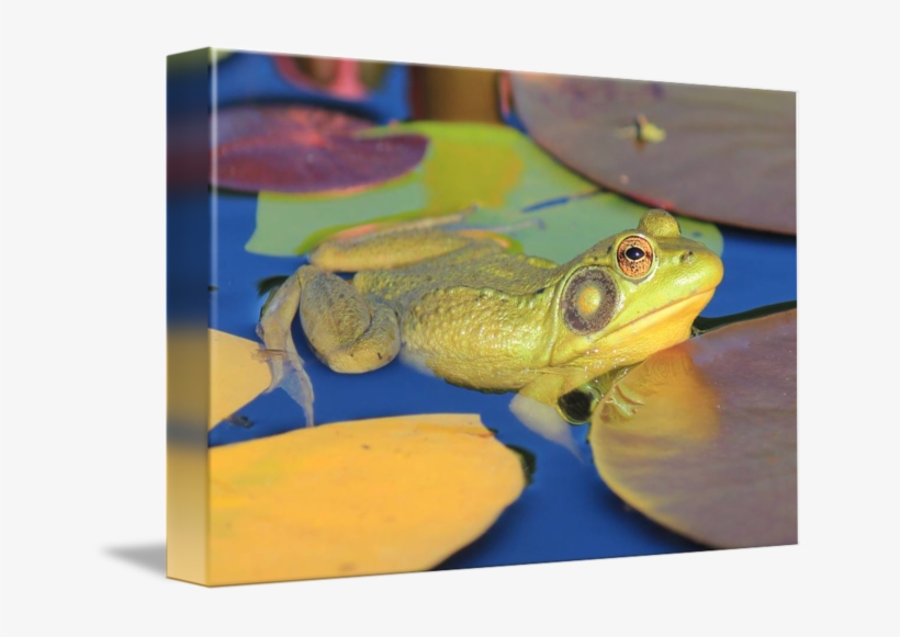 Banner Royalty Free Library Gettin The Eye By Eric - Bullfrog, transparent png
