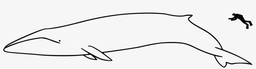 Open - Fin Whale, transparent png