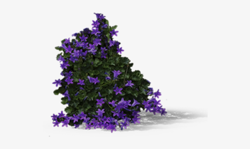 View In My Picture - Flowerbush Png, transparent png