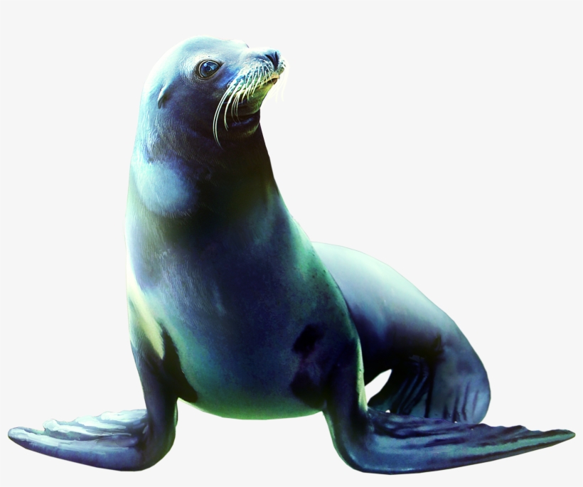 Animaux Marins Png, transparent png