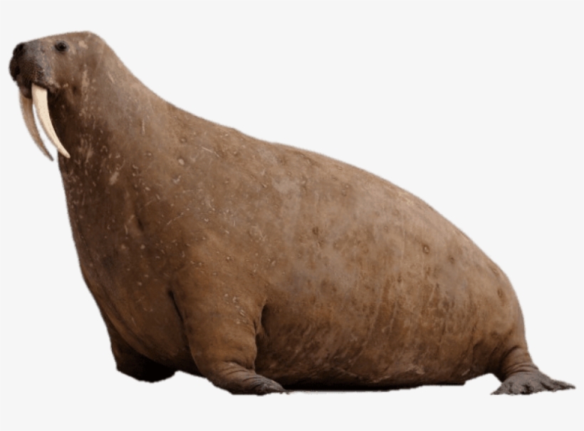 Free Png Download Walrus At Horniman Museum Png Images - Horniman Museum And Gardens, transparent png