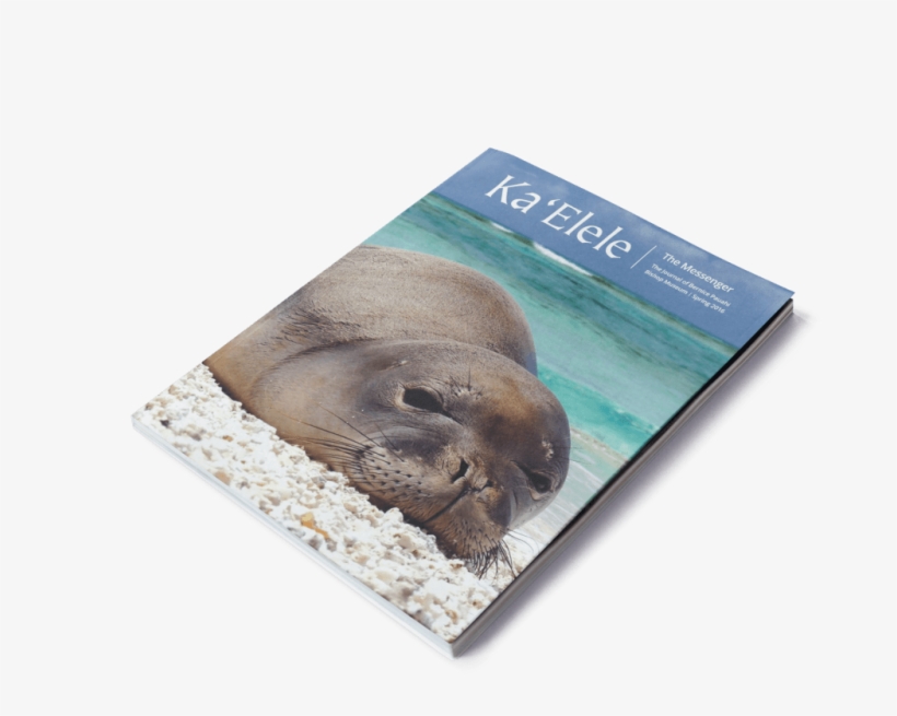 Summer - Steller Sea Lion, transparent png