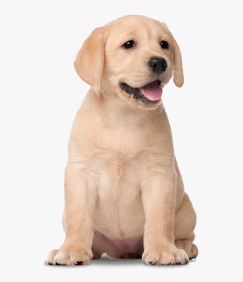 Labrador Filhote Png, transparent png