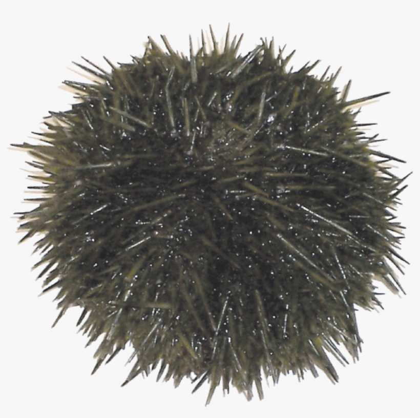 Loading Zoom - Sea Urchin, transparent png
