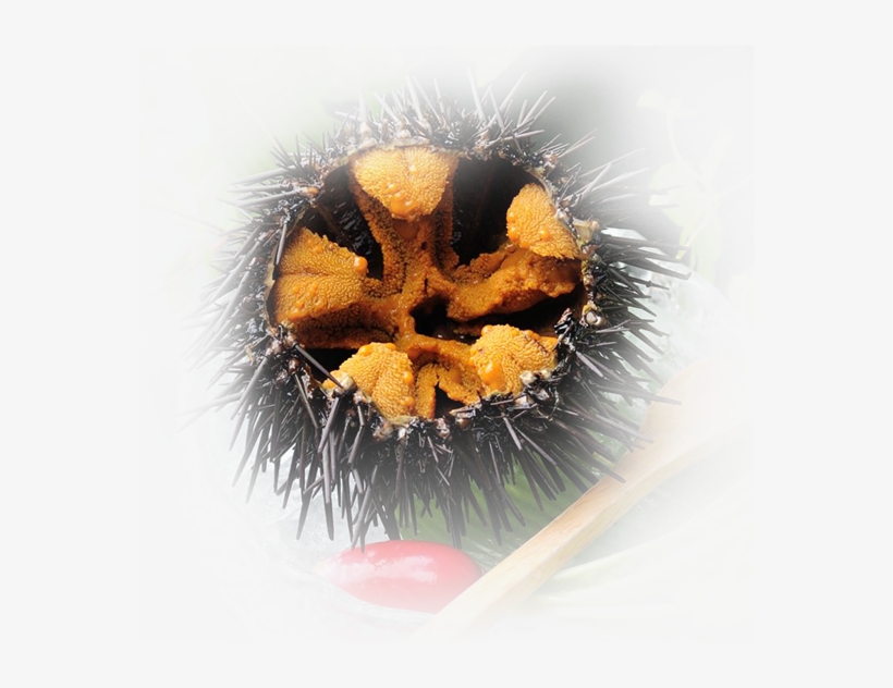 Image - Image - Image - Sea Urchin, transparent png