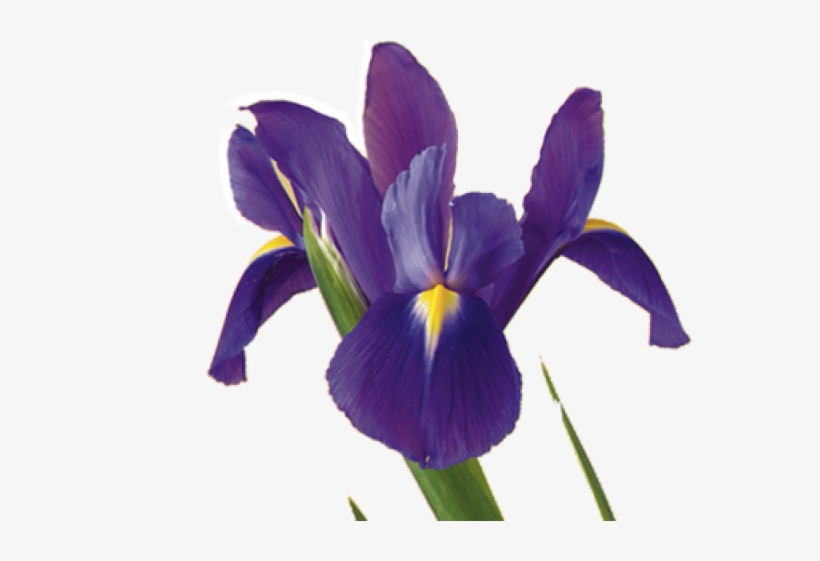 Drawn Iris Iris Flower - Iris Flower Meaning, transparent png
