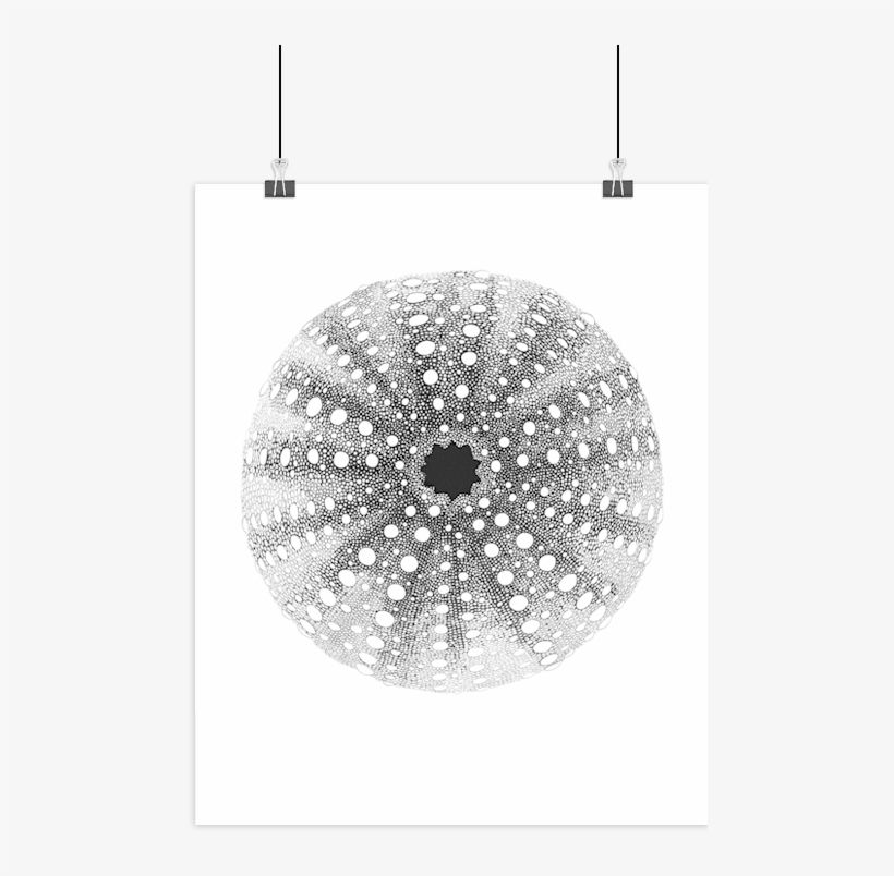 Boas Grafik Sea Urchin Art Print - Søpindsvin Tegning, transparent png