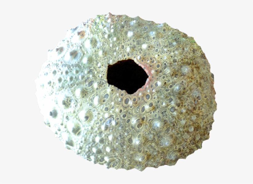 Click And Drag To Re-position The Image, If Desired - Circle, transparent png