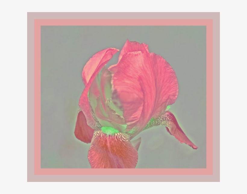 Iris, transparent png