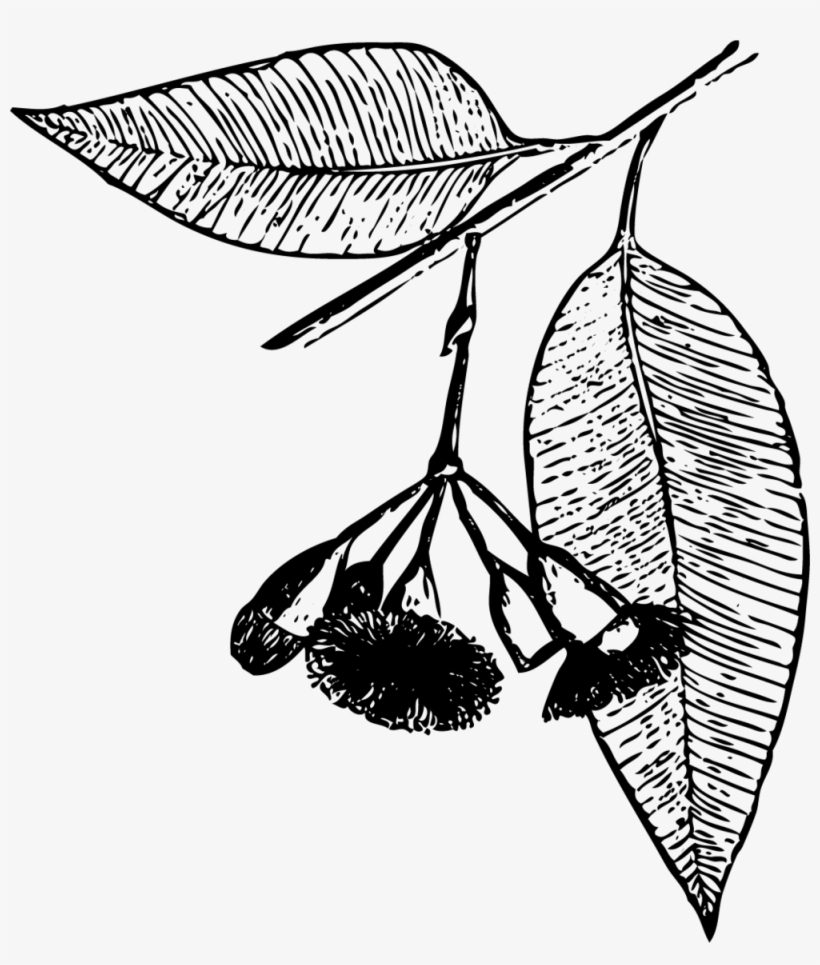 Elements-05 - Illustration, transparent png