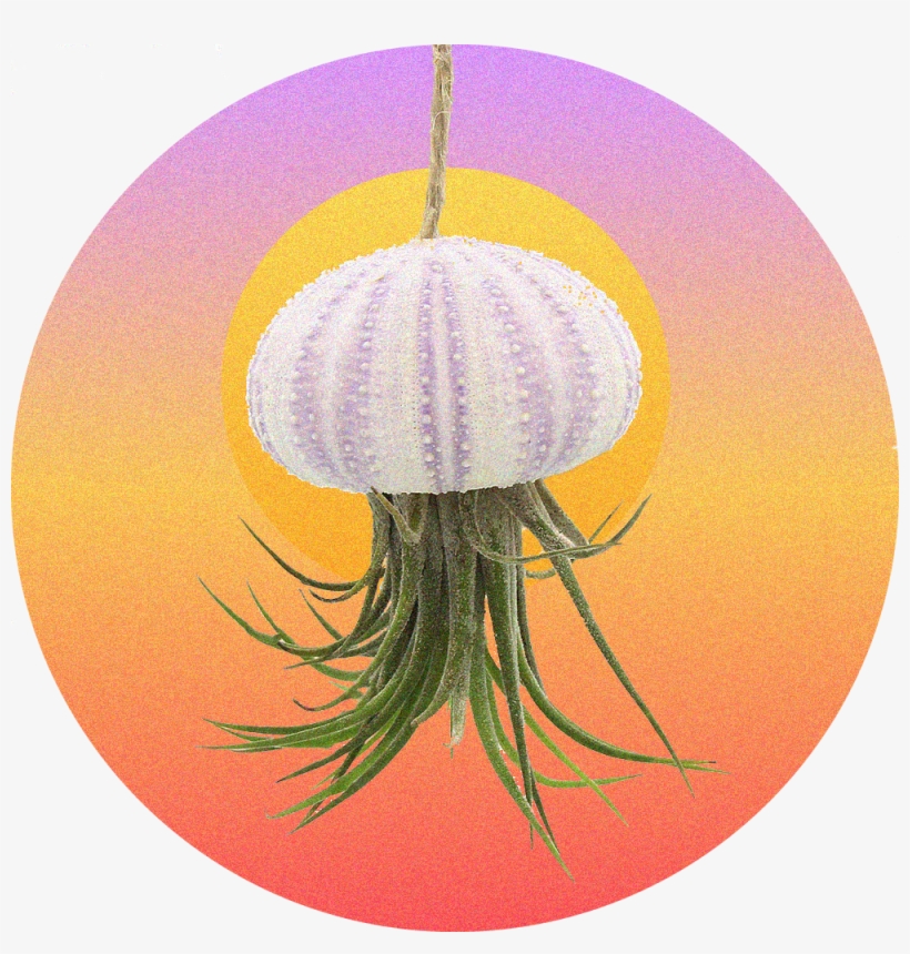 We Marry Hardy Air Plants With Sea Urchins To Create - Jellyfish, transparent png