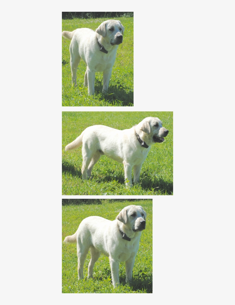 Maple Creek Labrador Retrievers - Labrador Retriever, transparent png