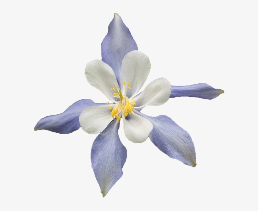White Flower, Blue, Multicolor, Nature, Beauty, Spring - Colorado Blue Columbine, transparent png