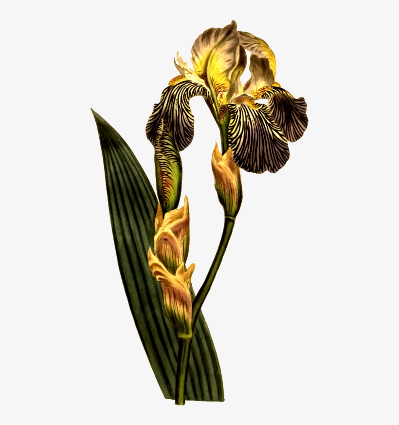 Medium Image - Botanical Illustration, transparent png