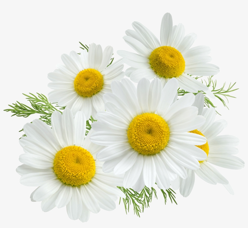 Com Chamomile Pluspng, transparent png