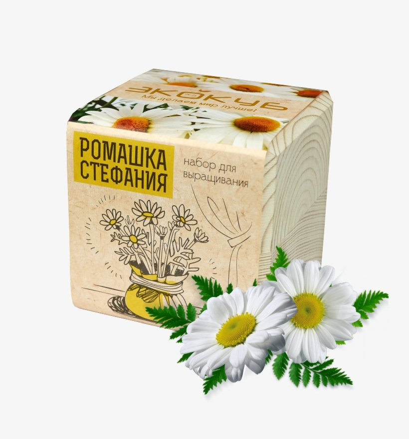 Ромашка Стефания, transparent png