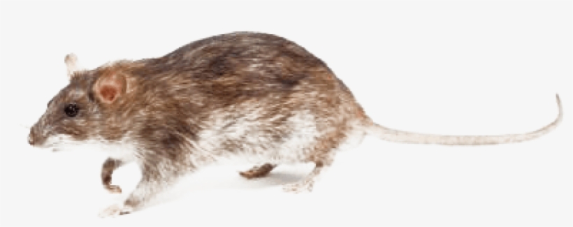 Baby It S Cold Outside Which Means - Rat, transparent png