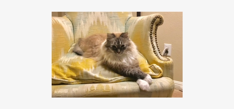 Cat - Himalayan, transparent png