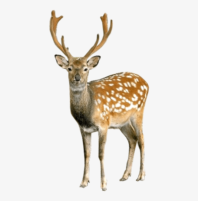 Brown Deer With White Spots Standing - Deer Png, transparent png