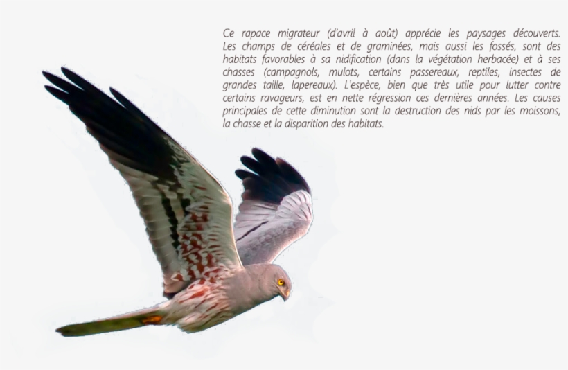 Busard Et Texte - Northern Harrier, transparent png