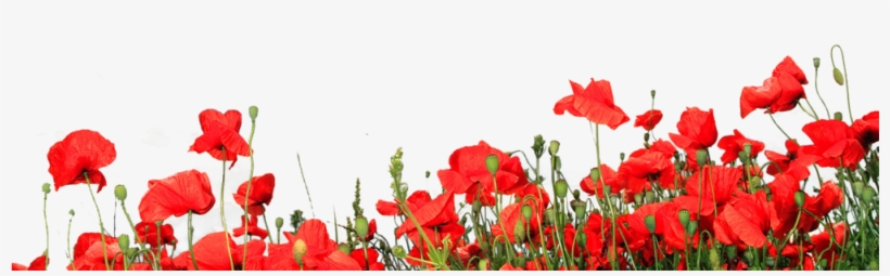 Recompose Is A Public Benefit Corporation, transparent png