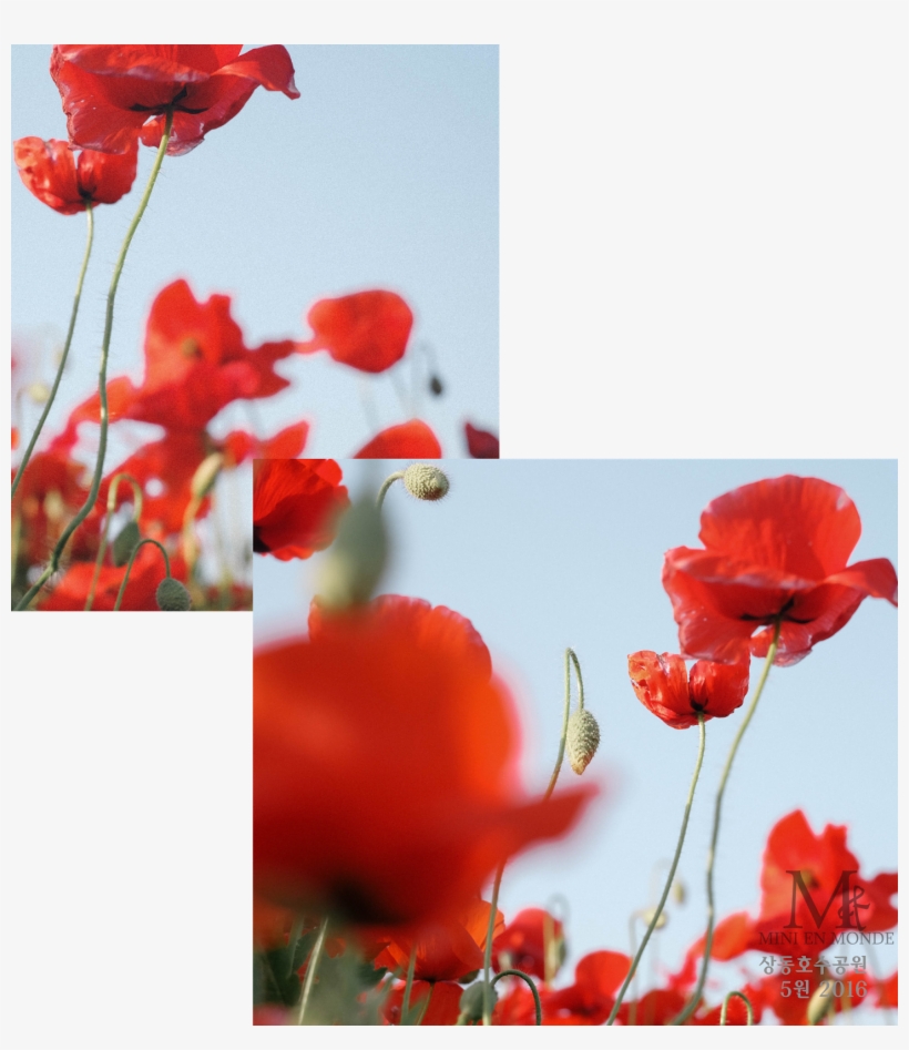 The Red Field Poppy And The Silvery Green Barley Grassfield - Poppy, transparent png