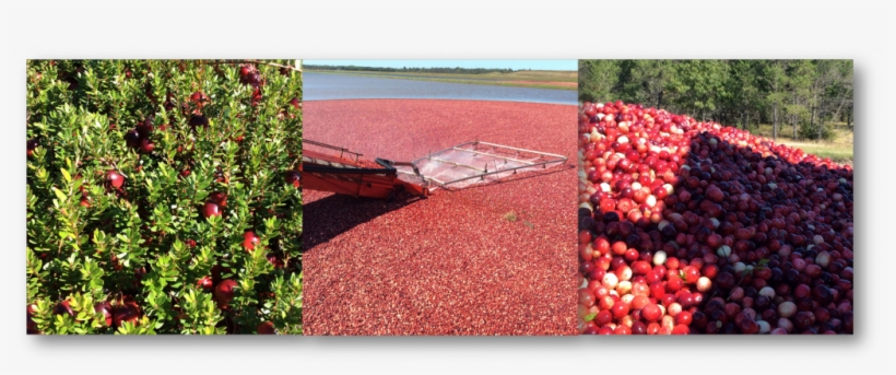 Whole Dried Cranberries With Sugar - Cranberries Fruit, transparent png
