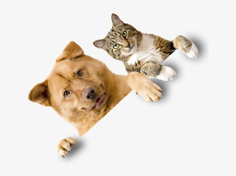Animal Sábados - Cat Yawns, transparent png