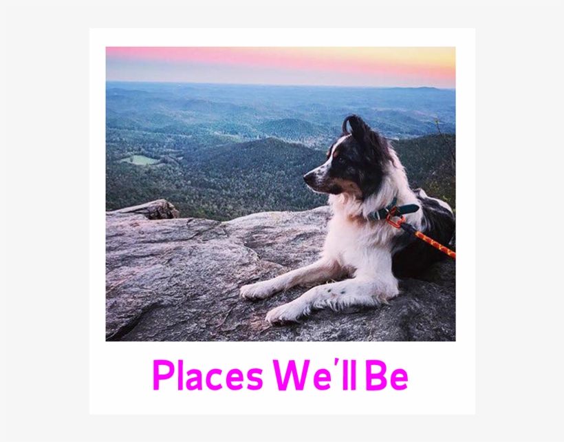 Voorhees Animal Orphanage, Inc Border Collie 720x720 PNG Download