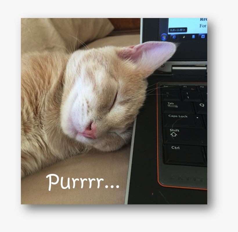 Here's Victor In His Halloween Costume This Year - Cat Sleep On Laptop, transparent png