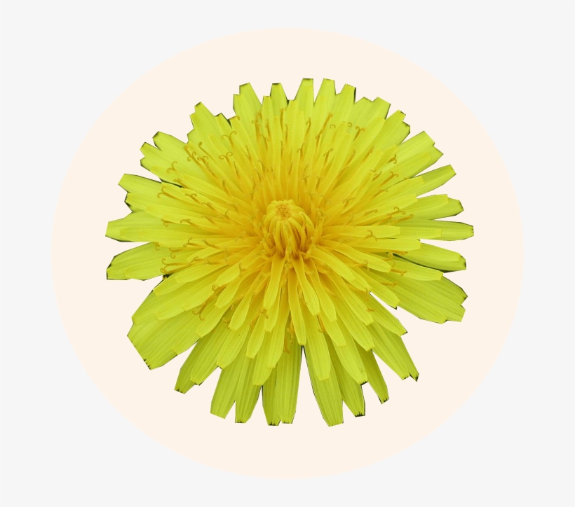 Dandelion - Common Zinnia, transparent png
