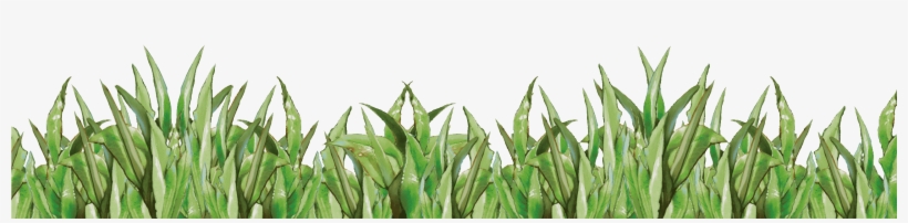 Field Clipart Cornfield - Corn Field Transparent, transparent png