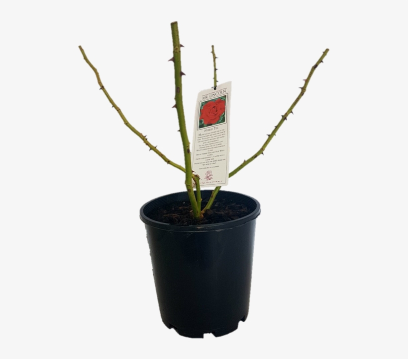 170mm Assorted Bare Root Rose - Houseplant, transparent png