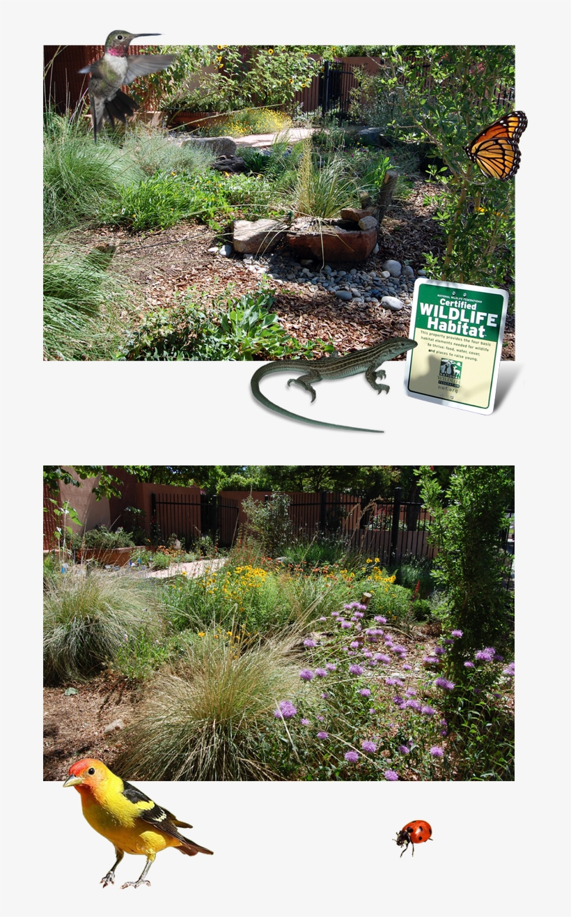Xeric Garden Club Of Albuquerque - Yard, transparent png