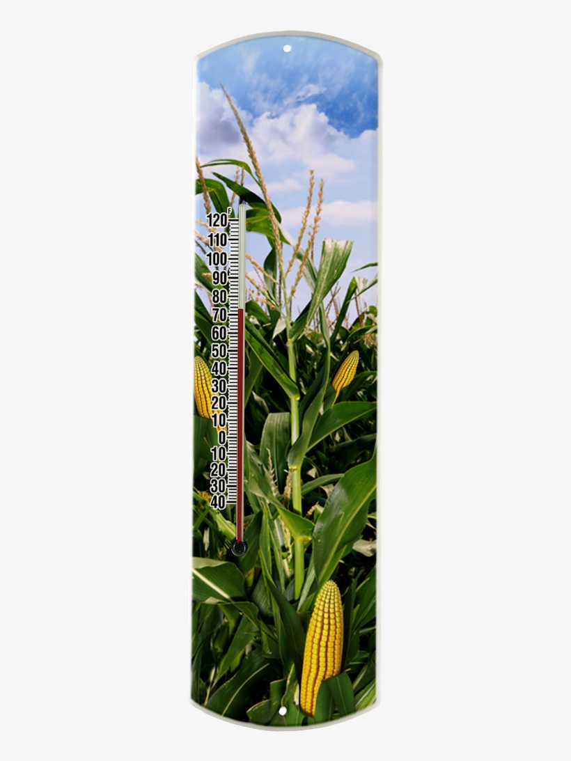 Cornfield On Large - Cash Crop, transparent png
