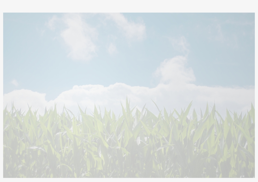 Corn Field - Sweet Grass, transparent png