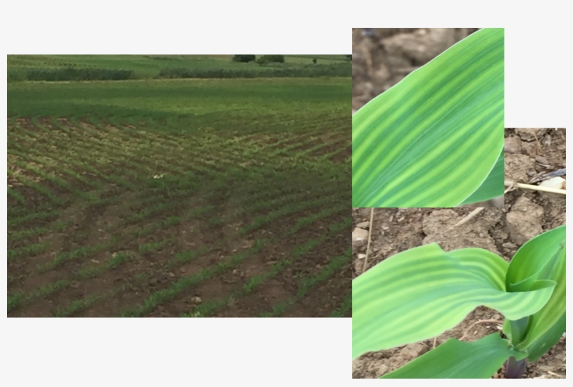 We Took Samples From The Yellow Areas Of The Field - Field, transparent png